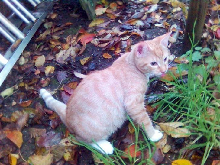 Blanding af racer Mikkel - Nå, jeg må videre.... billede 13