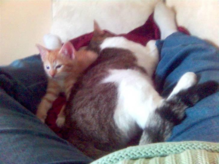 Blanding af racer Mikkel - Sofahygge med Far mellem Mors ben.... billede 14