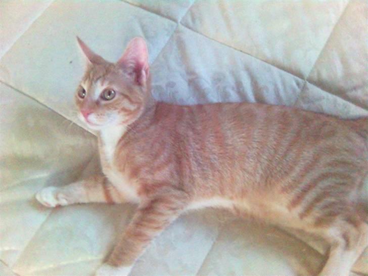 Blanding af racer Mikkel - Jeg gider altså ikke sove nu.... billede 15