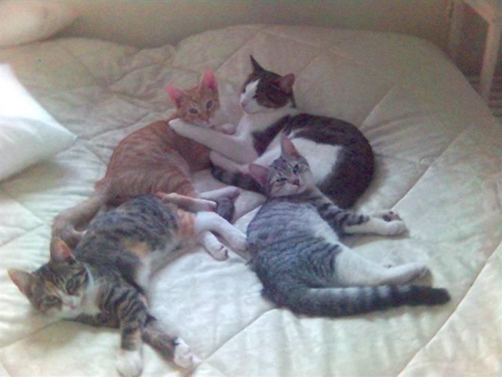 Blanding af racer Mikkel - Her er så hele familien.... billede 16