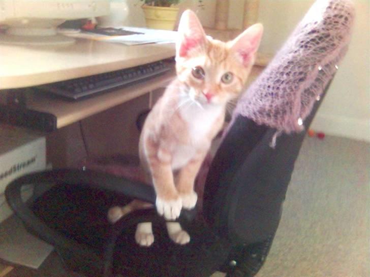 Blanding af racer Mikkel - Hej Mor.... billede 18