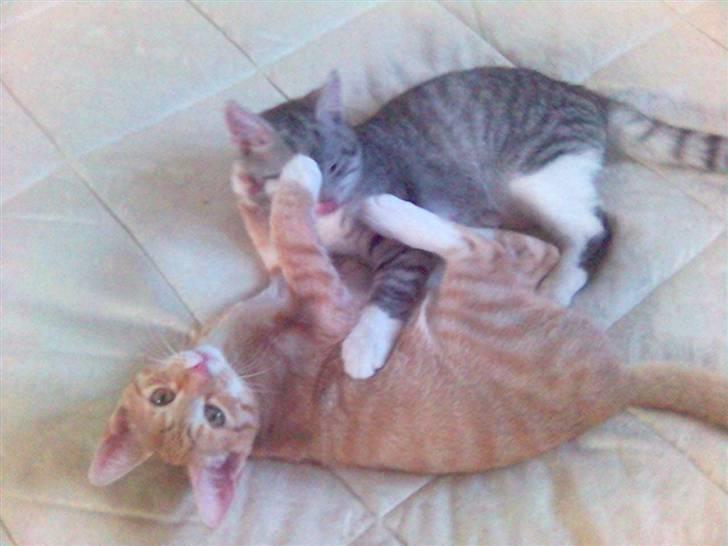 Blanding af racer Mikkel - Ham der Ricki er nu meget sjov at lege med.... billede 19