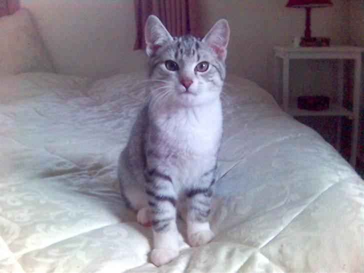 Huskat Ricki - Mor synes, jeg er så smuk og speciel.... billede 1