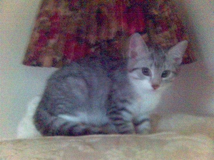 Huskat Ricki - Jeg er ikke helt tryg endnu.... billede 2