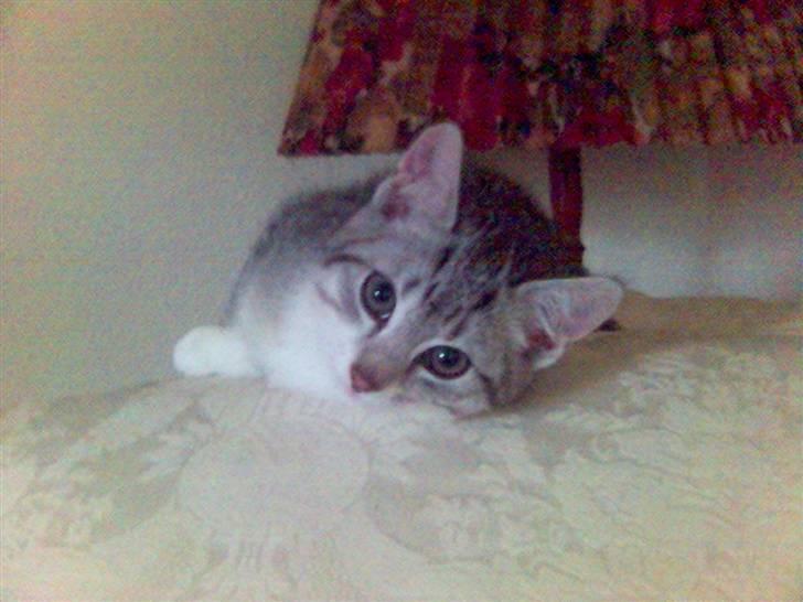 Huskat Ricki - Må jeg ikke godt bo her.... billede 3