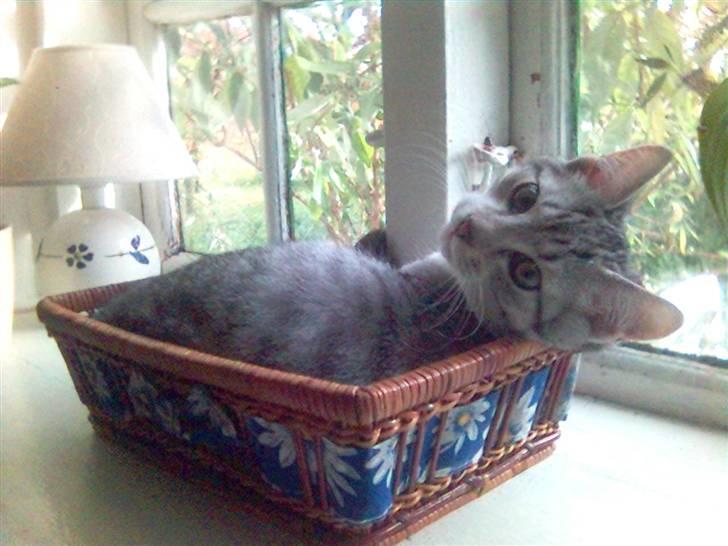 Huskat Ricki - Det er da også min kurv.... billede 4