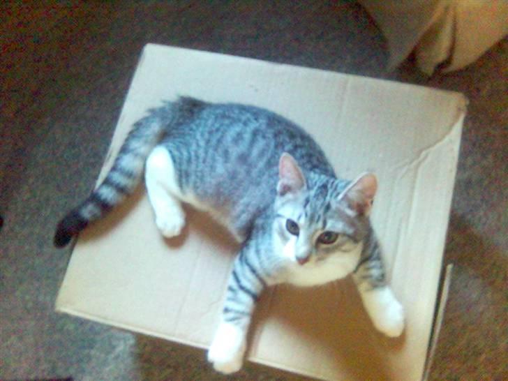 Huskat Ricki - Findes der bedre legetøj end en papkasse.... billede 5