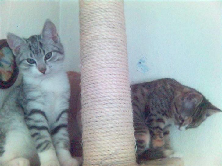 Huskat Ricki - Jeg stiller altid op til et godt billede.... billede 6