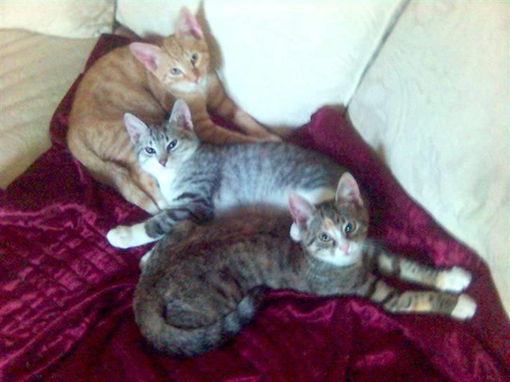 Huskat Ricki - Jeg er så glad for mine nye kammerater.... billede 7