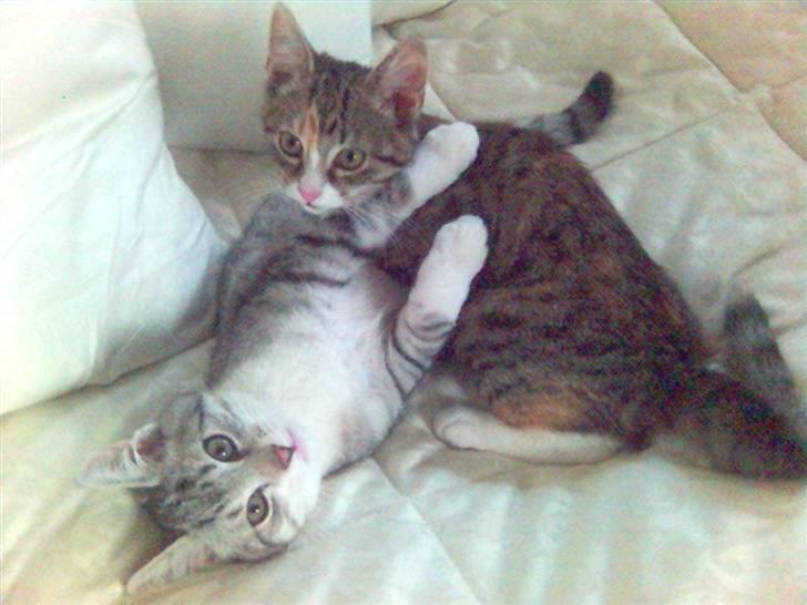 Huskat Ricki - Hende der Molly kan vist godt lide mig.... billede 8