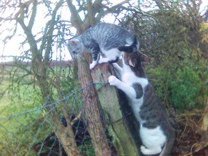 Huskat Ricki - Hov, hvad laver han, jeg er da ikke en hunkat.... billede 9