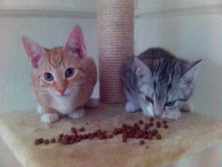 Huskat Ricki - Mig og Mikkel med hyldeguf, umm.... billede 10