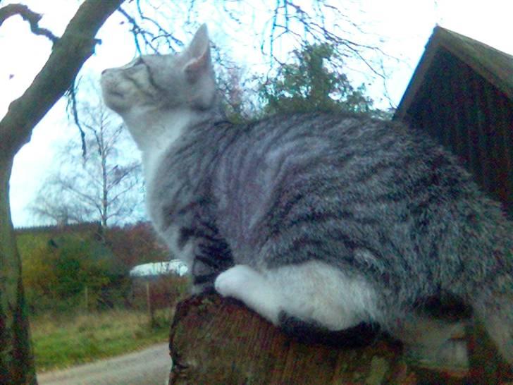 Huskat Ricki - Kan jeg ikke komme højere op.... billede 11