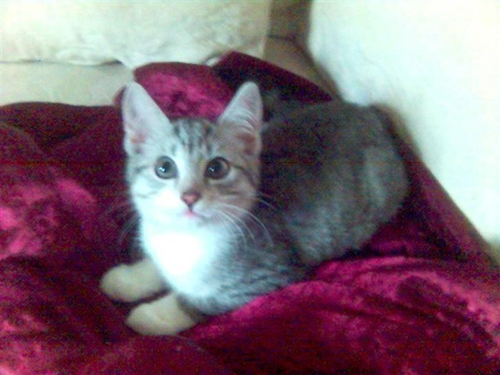 Huskat Ricki - Jer er da bare dejlig.... billede 12