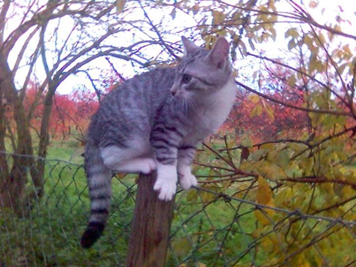 Huskat Ricki - Hvor er de andre.... billede 13