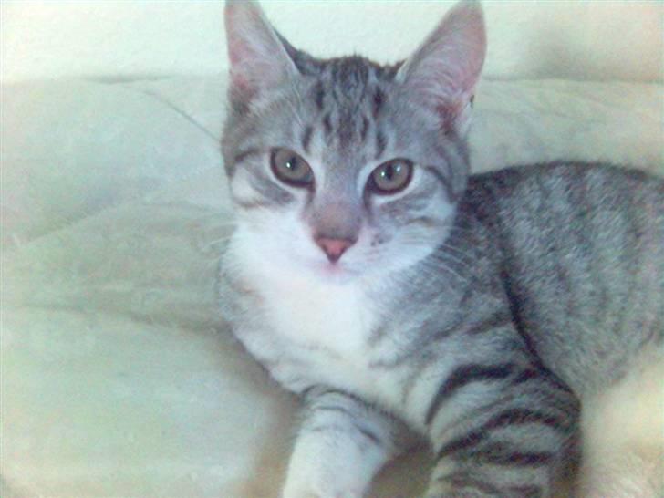 Huskat Ricki - Nu er det snart tid til en lur.... billede 14