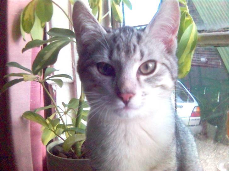 Huskat Ricki - Hej Mor.... billede 15