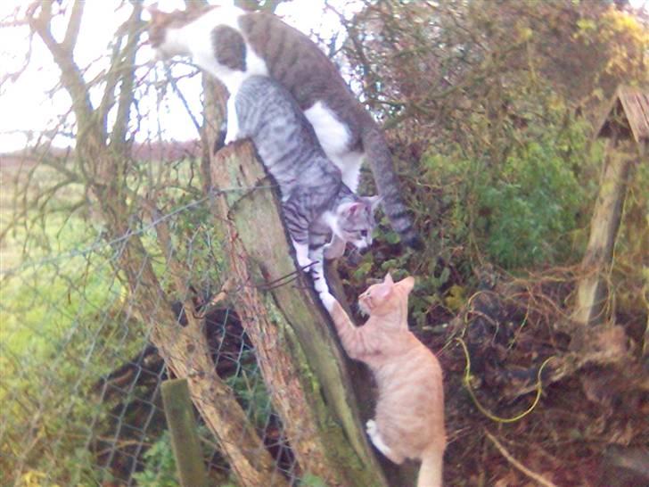 Huskat Ricki - På klatretur med drengene.... billede 16