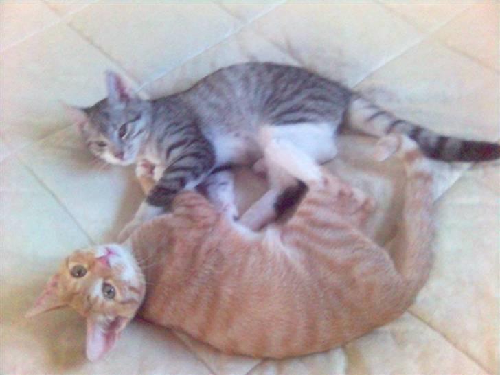 Huskat Ricki - Mig og Mikkel elsker at lege.... billede 17