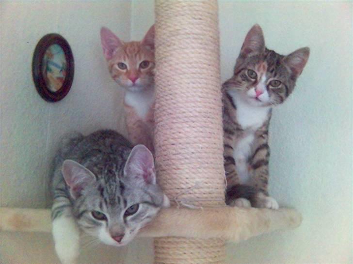 Huskat Ricki - Vi er bare dejlige siger Mor, så kan vi ikke få noget guf.... billede 18