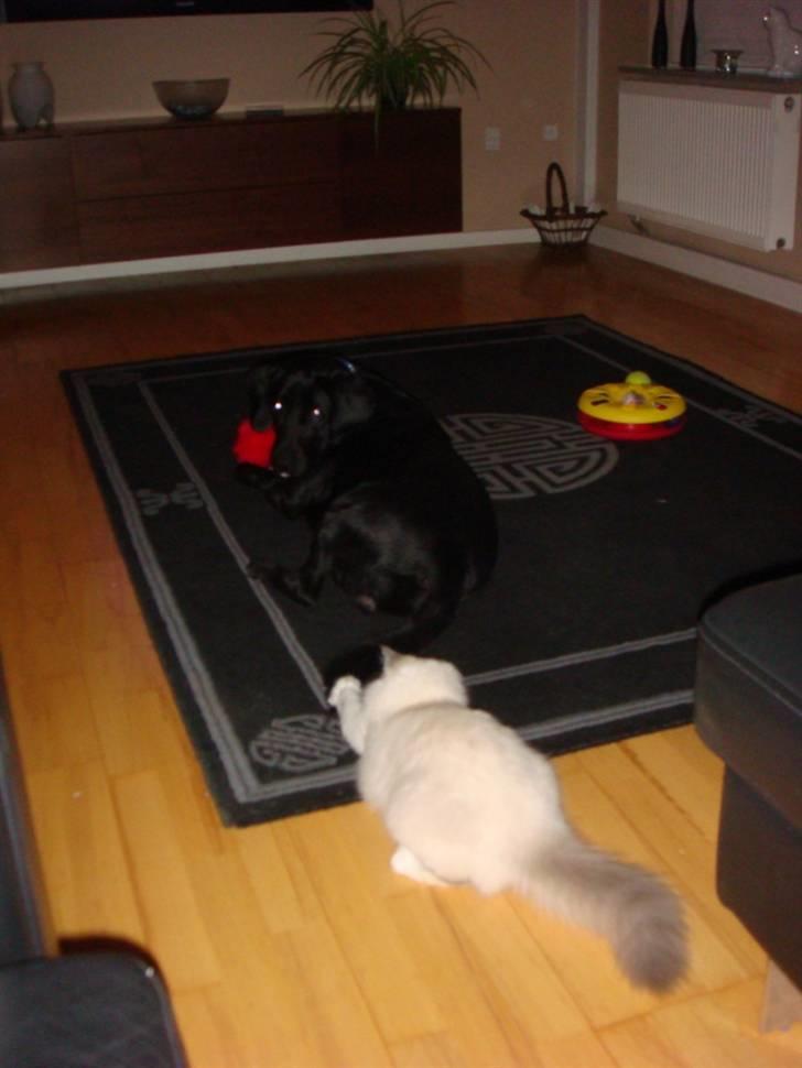 Hellig Birma Andante - Den hale er til mig billede 6