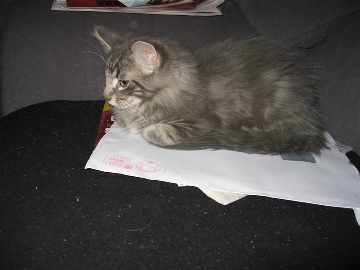 Norsk Skovkat Basse R.I.P. billede 8