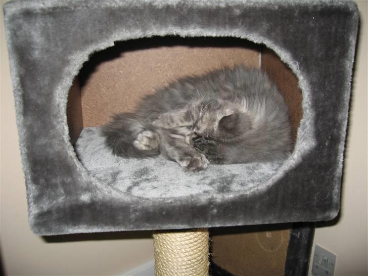 Norsk Skovkat Basse R.I.P. billede 9