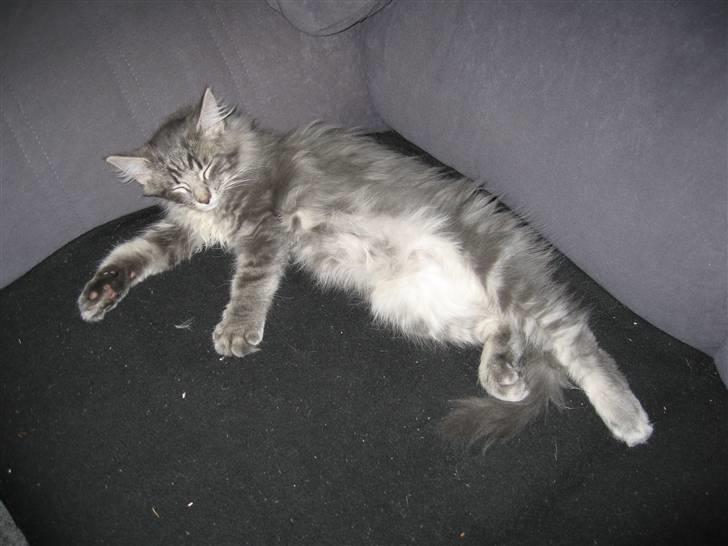 Norsk Skovkat Basse R.I.P. billede 10