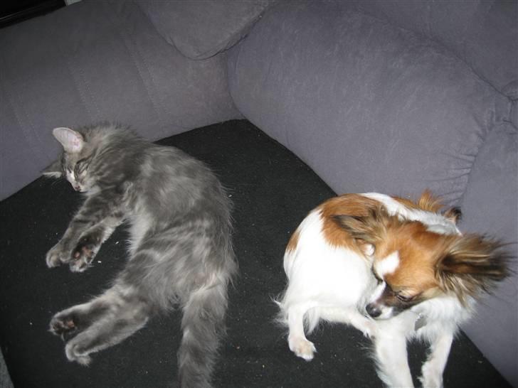 Norsk Skovkat Basse R.I.P. billede 11