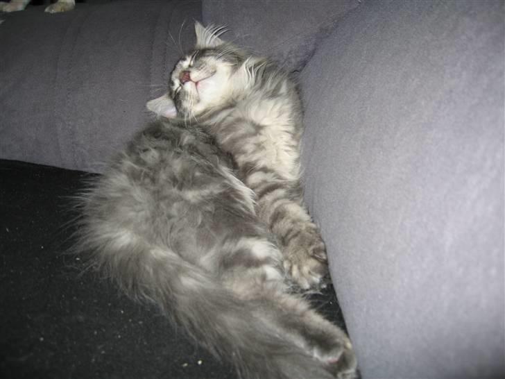 Norsk Skovkat Basse R.I.P. billede 12