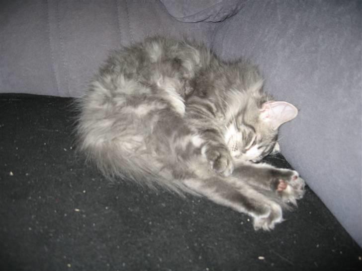 Norsk Skovkat Basse R.I.P. billede 13