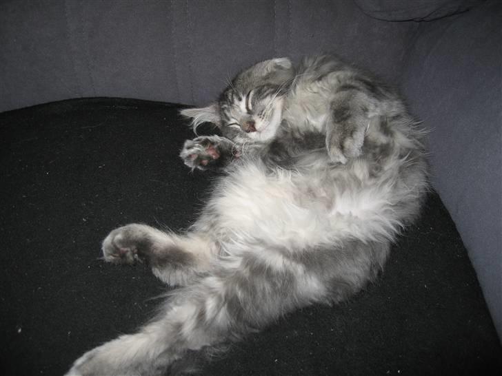 Norsk Skovkat Basse R.I.P. billede 14