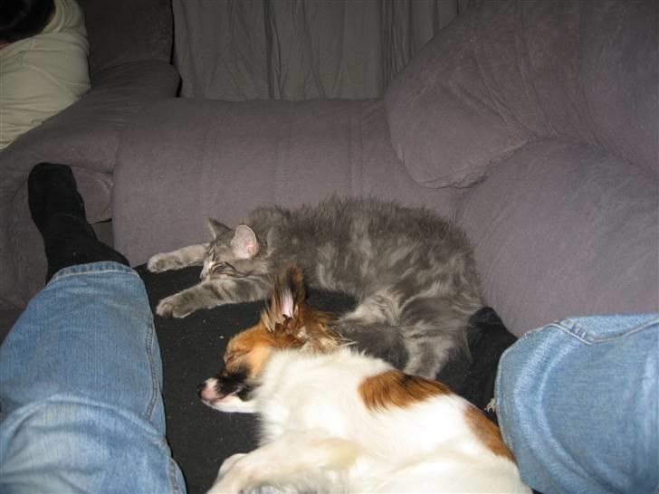 Norsk Skovkat Basse R.I.P. billede 15