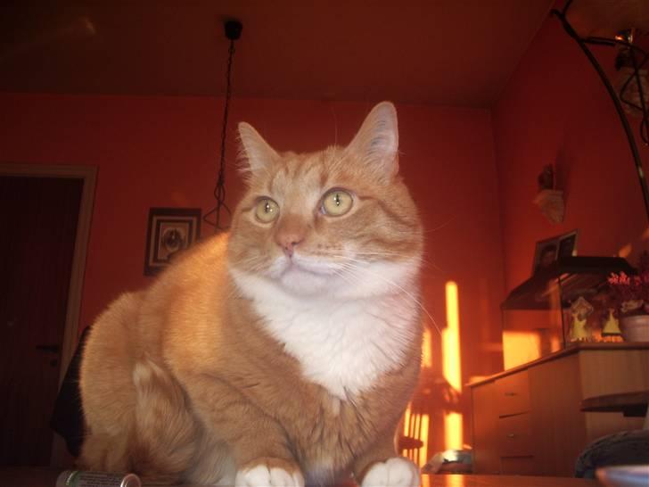 Blanding af racer Mikkel (R.I.P) billede 9