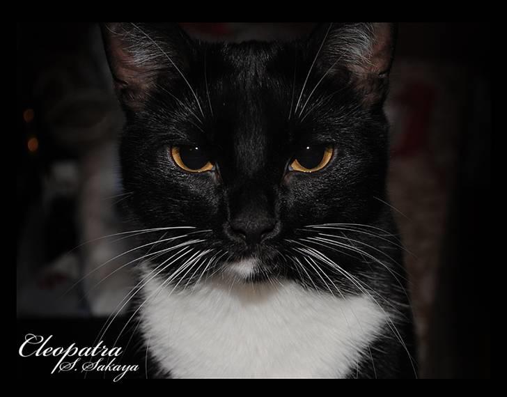 Blanding af racer 'Cleopatra billede 1