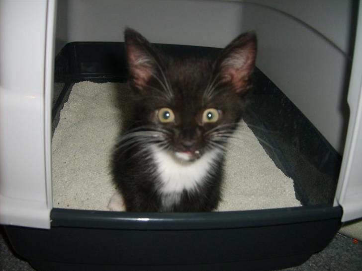 Blanding af racer 'Cleopatra billede 3