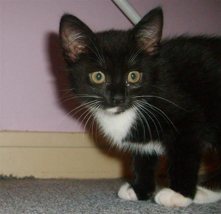 Blanding af racer 'Cleopatra billede 4