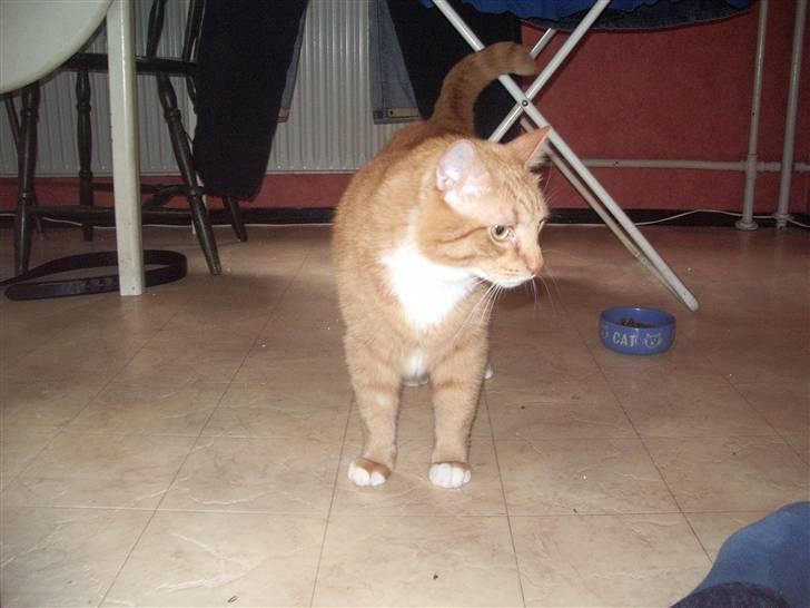 Blanding af racer Mikkel (R.I.P) billede 10