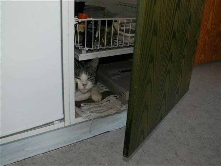 Huskat Tom - Undrede mig over hvor katten var blevet af... Indtil jeg hørte noget snorke inde i det ene køkkenskab... billede 9