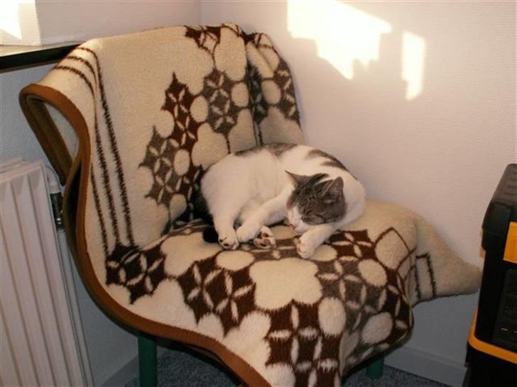 Huskat Tom - Sådan et gammelt tæppe er rigtig dejligt! billede 10