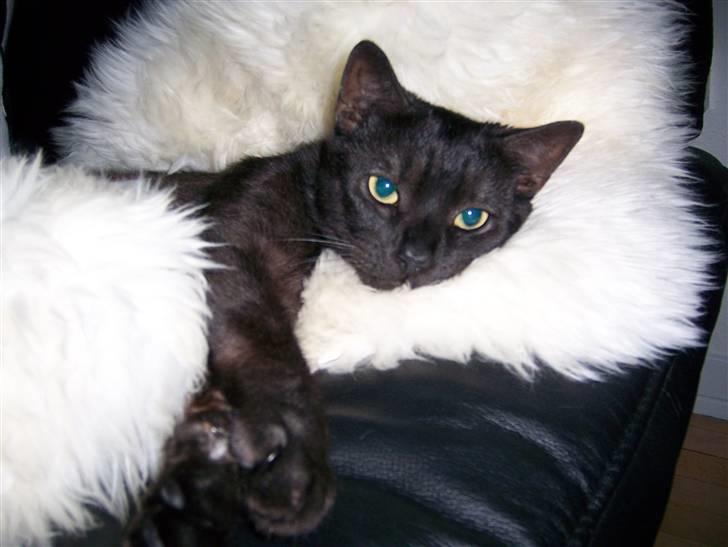 Huskat Romeo - Romeo ligger og putter billede 1