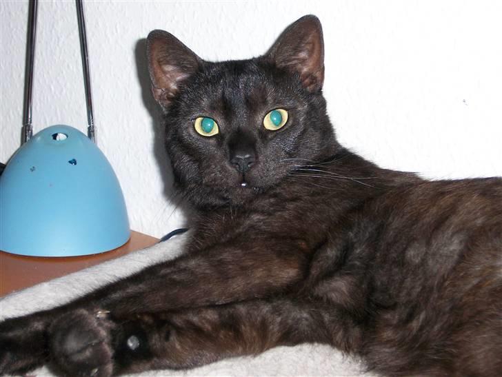 Huskat Romeo - Hov hvorfor tager de altid billeder af mig? billede 2