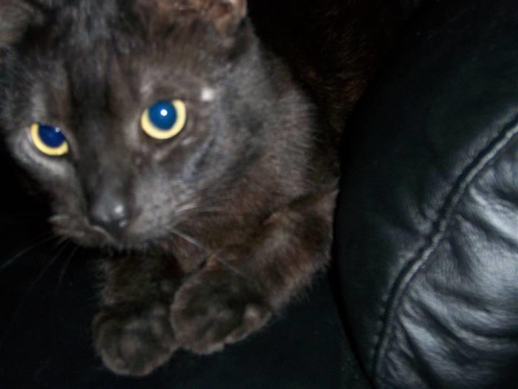 Huskat Romeo - Lidt nysgerrig? billede 3