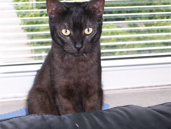 Huskat Romeo - Romeo er lige vågnet op fra en lang lur billede 4