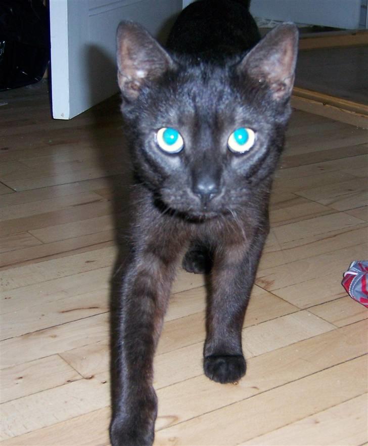 Huskat Romeo - Romeo kommer gående billede 5