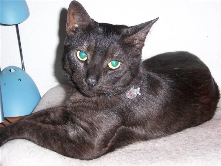 Huskat Romeo - Er han ikke bare dejlig? billede 6