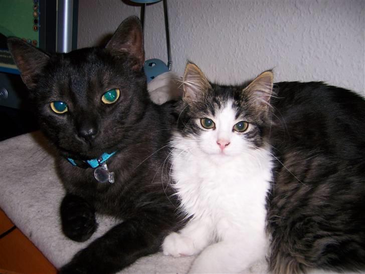 Huskat Romeo - Romeo og Balder ligger og hygger sig billede 7