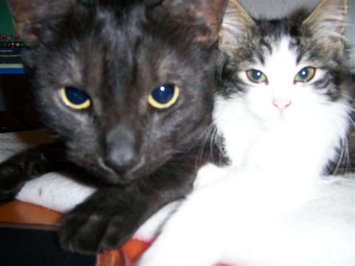 Huskat Romeo - Hov det var spændende billede 8