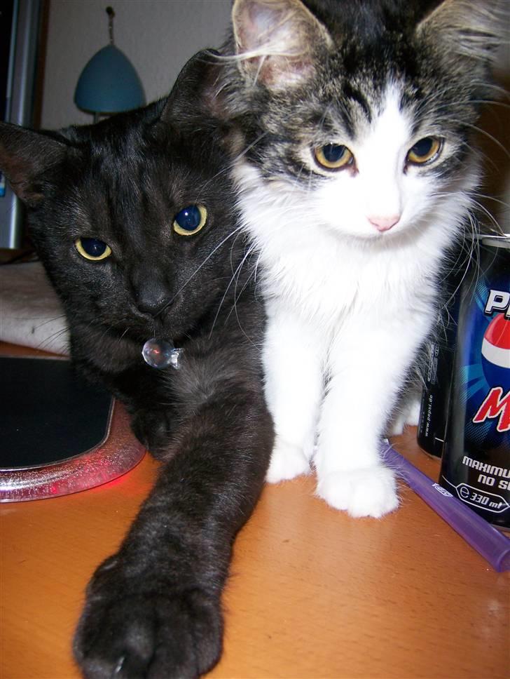 Huskat Romeo - De er så søde sammen! billede 9