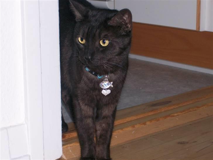 Huskat Romeo - Romeo står og lurer lidt? billede 10